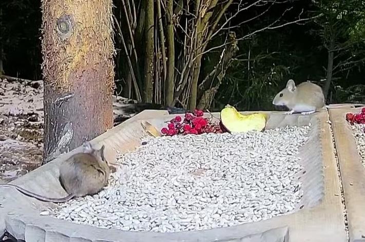 livebirdspoland_5bf408ef22a203bf3e60bf129191a18c.jpg