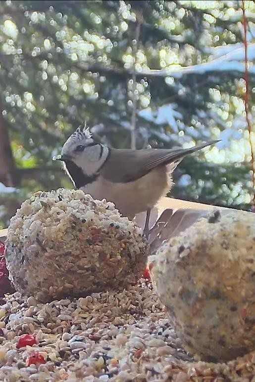 livebirdspoland_d7fca0c4893cf7db903f66bbd8c1fd53.jpg