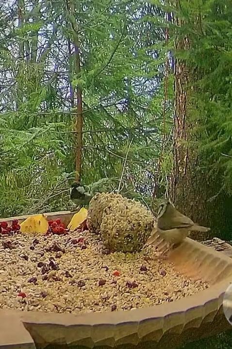 livebirdspoland_58df2f499946fe82993d971a1a634731.jpg