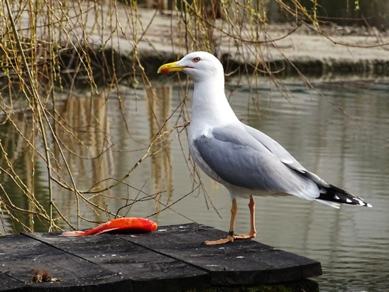 livebirdspoland_210eddcf3eca23003e5a52d6a9de88bc.png