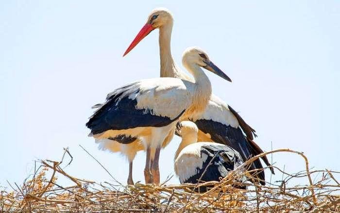 livebirdspoland_98006f158df7b3a3eb128ce081c7ceba.jpg