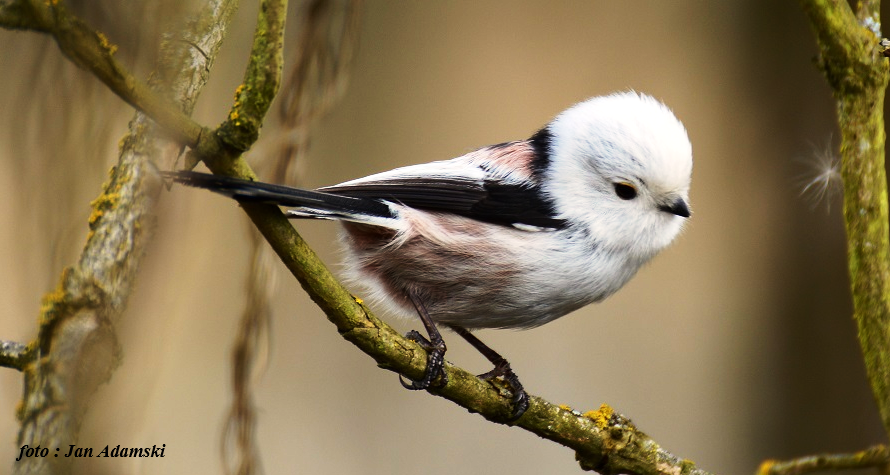 livebirdspoland_4a7a5254d31bd9920e22af42dd977e3c.png