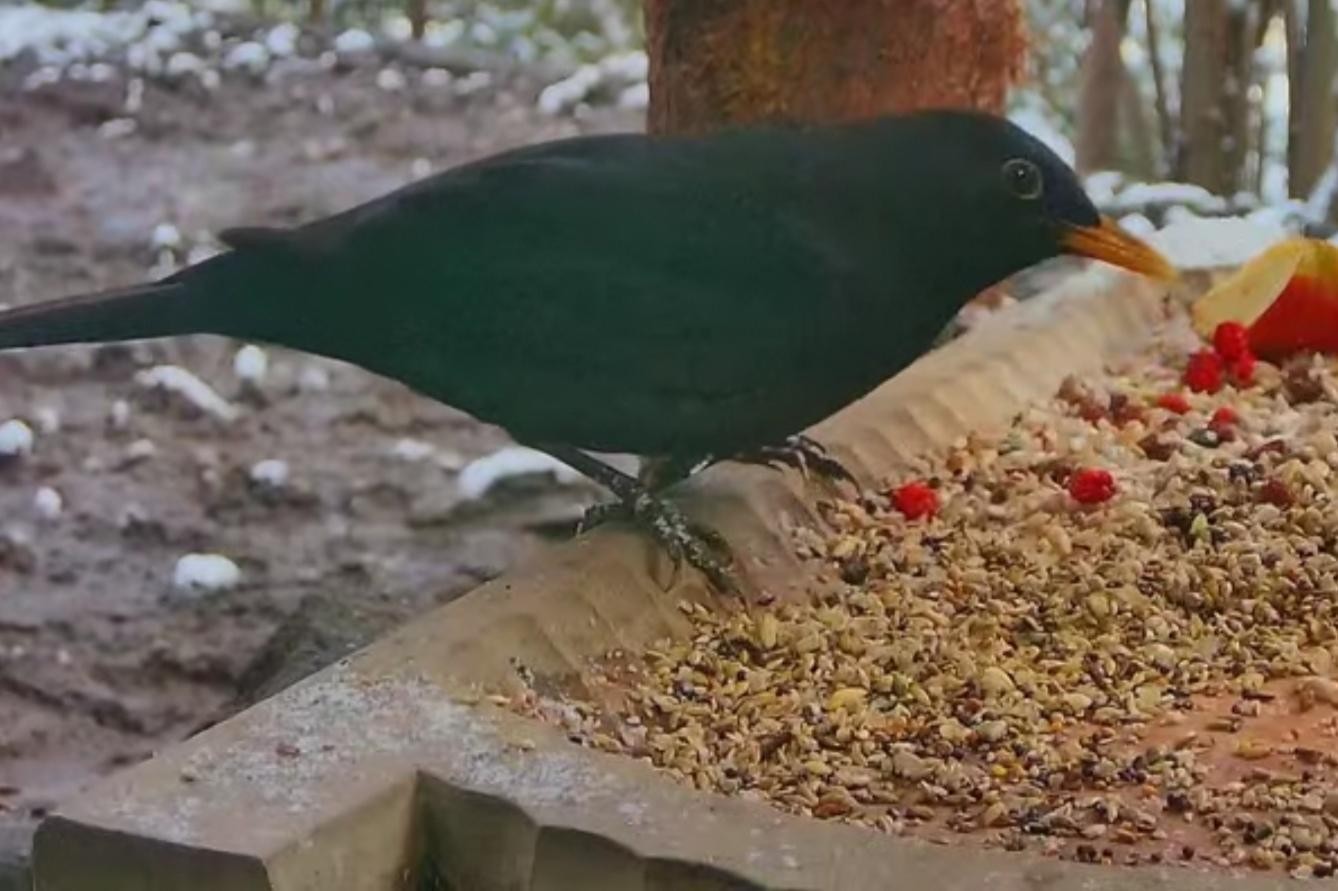 livebirdspoland_c4eb58b9949e9f2a97e12fc9ddc8b714.jpg