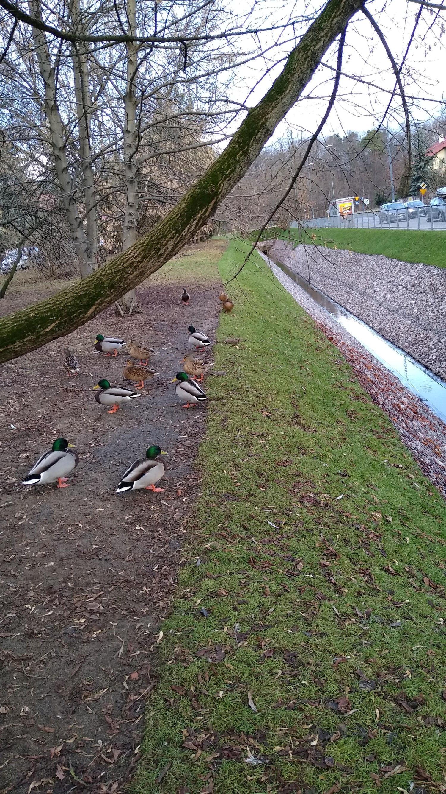 livebirdspoland_507f622459eb6a8890e3aa0911486e9a.jpg