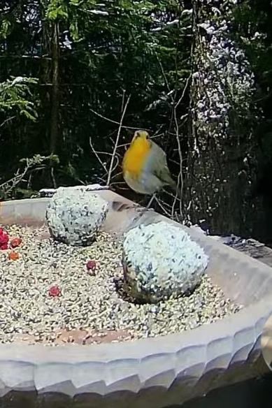 livebirdspoland_37d1866e10050de5d0387029a74f32e9.jpg