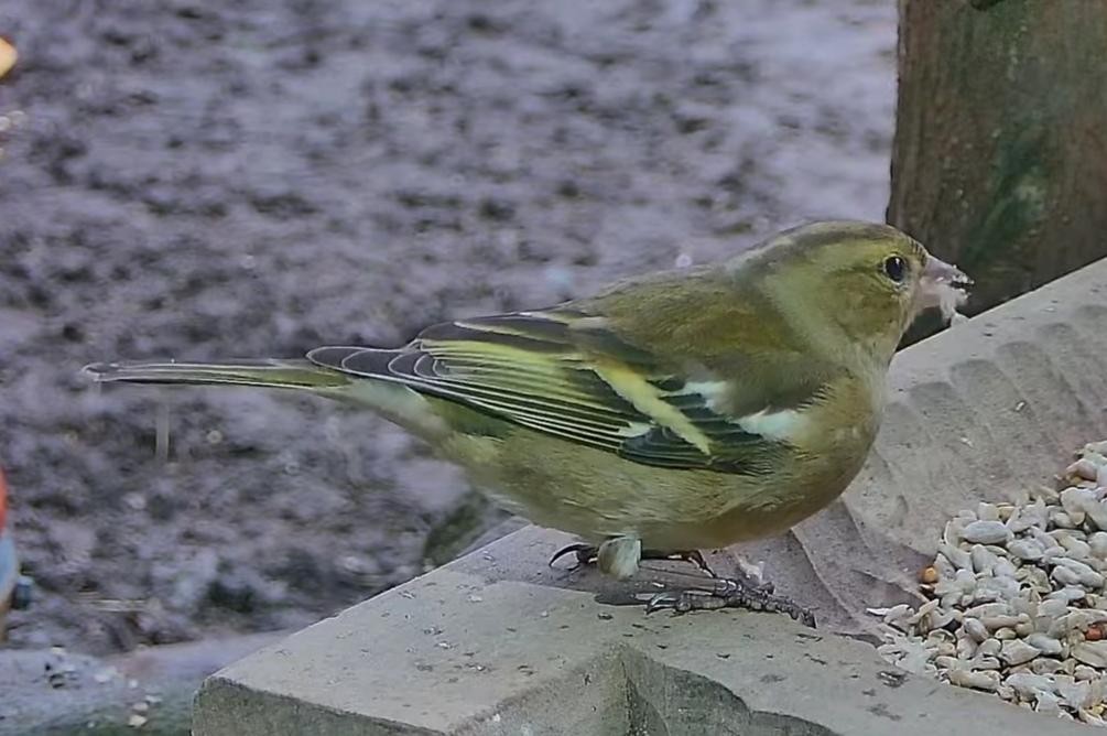 livebirdspoland_aad247bd8a6d19fe3d86bd22542b152f.jpg