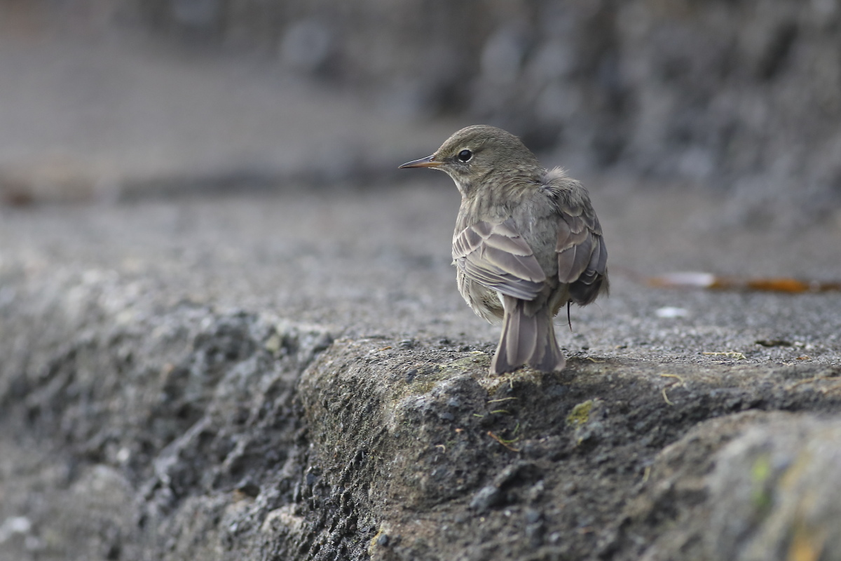 livebirdspoland_7b66ddb5e290312dc2e21ce5fb2e61d2.png