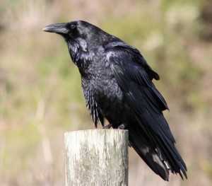 livebirdspoland_7a181b93a5dc18cc3a472beab36031bb.png