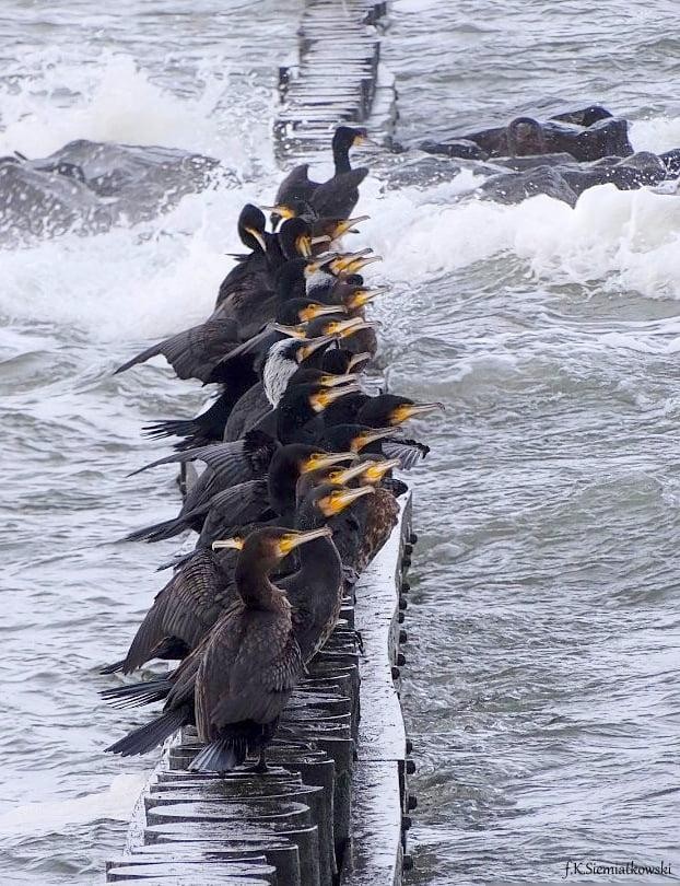livebirdspoland_3ff4e73d1f0fa91647a462a7de5e2533.jpg