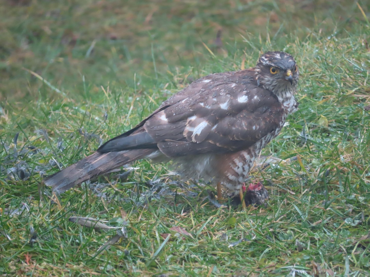 livebirdspoland_c9370a488ba7df2943bee72b6b52ef61.jpg