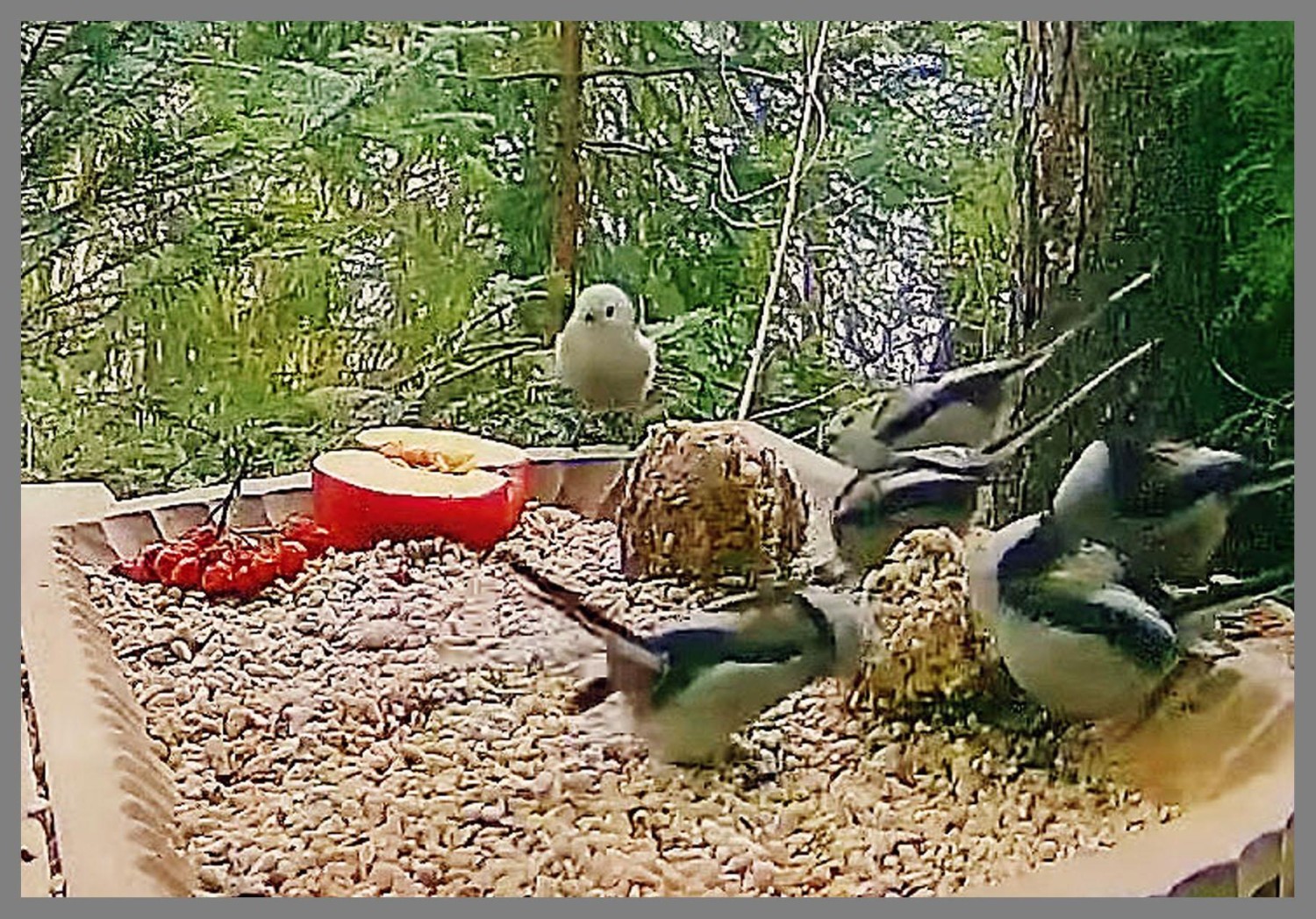 livebirdspoland_221a90a65e68d27d1e053ab48cf4c589.jpg