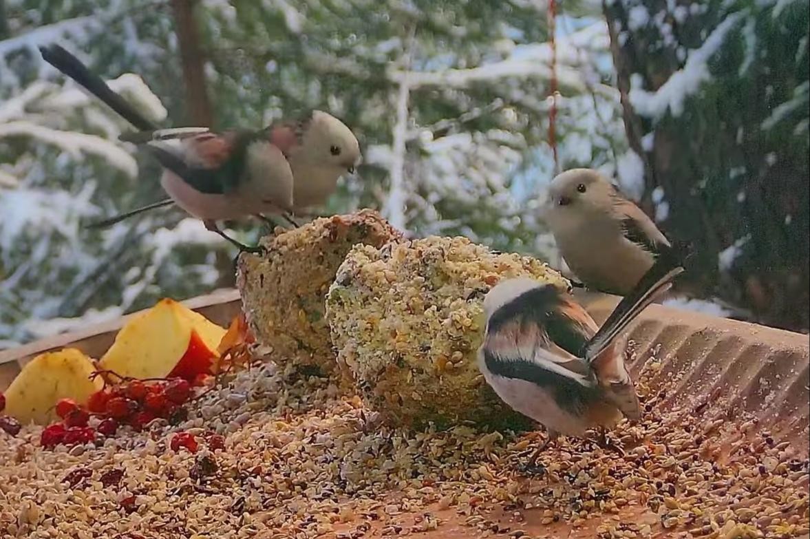 livebirdspoland_5733d5c86fc9a01ca9f2f1065db01fb5.jpg