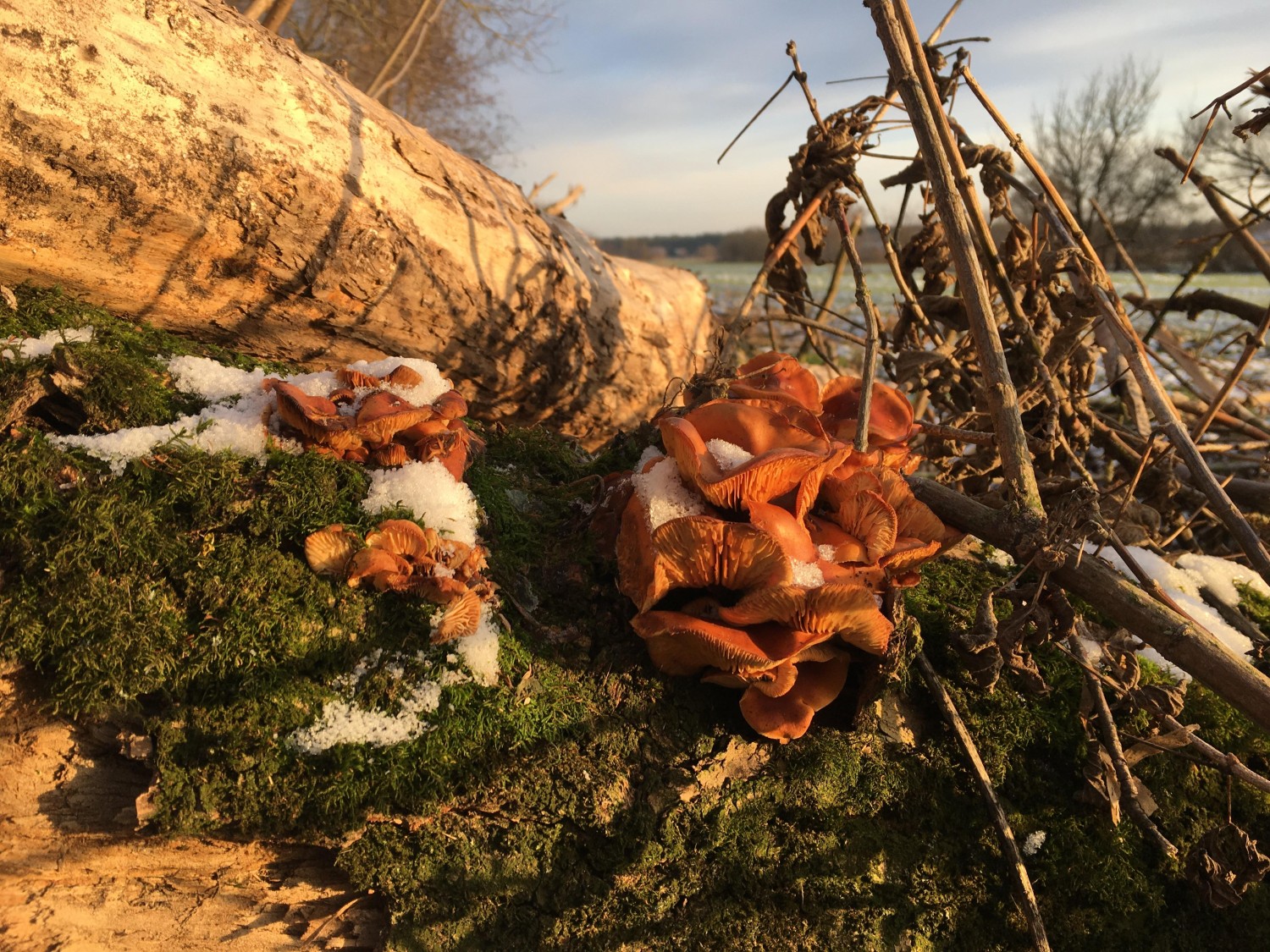 livebirdspoland_b82b2d607b1047575e81d0d3176a5bf5.jpg