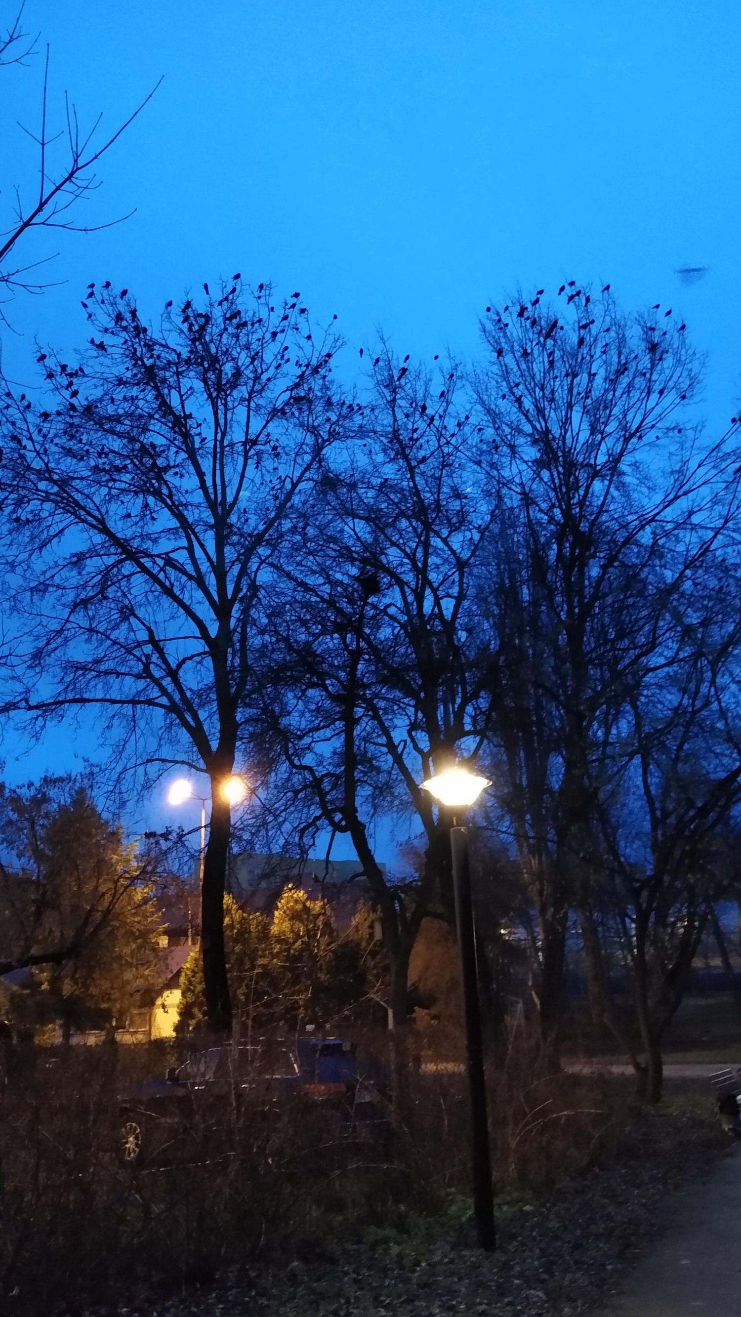 livebirdspoland_a3ca9bd81b799a9ebdac7731c748cf6b.jpg