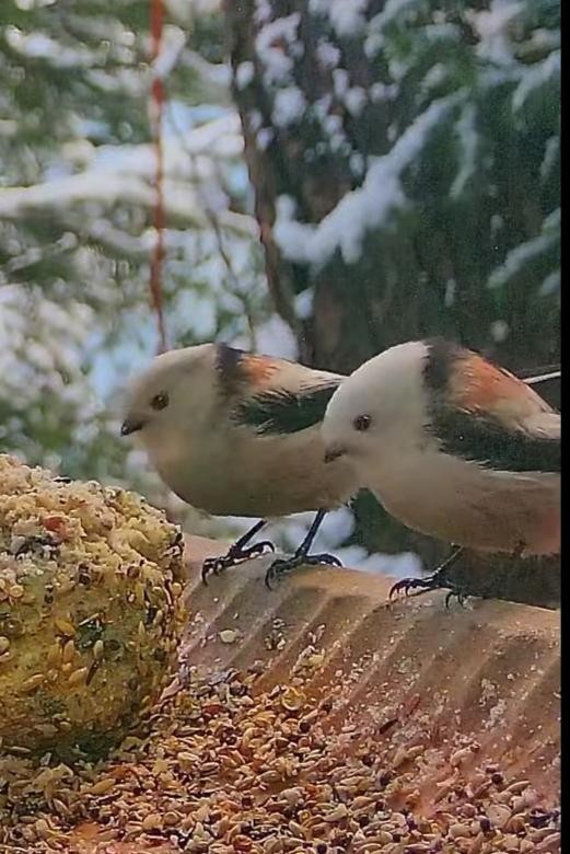 livebirdspoland_49b6c891332b696b3de54748a25983e6.jpg