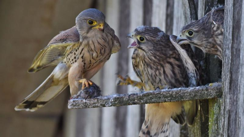 livebirdspoland_c179b3812012bc464e0314bcd0a44c2d.png