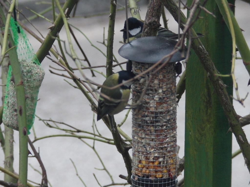 livebirdspoland_4089094e5ca86bf2f8e85ece308052e5.jpg