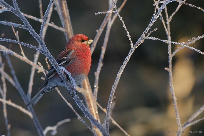 livebirdspoland_8c4624a01c562aedf77e834163b5d96c.png