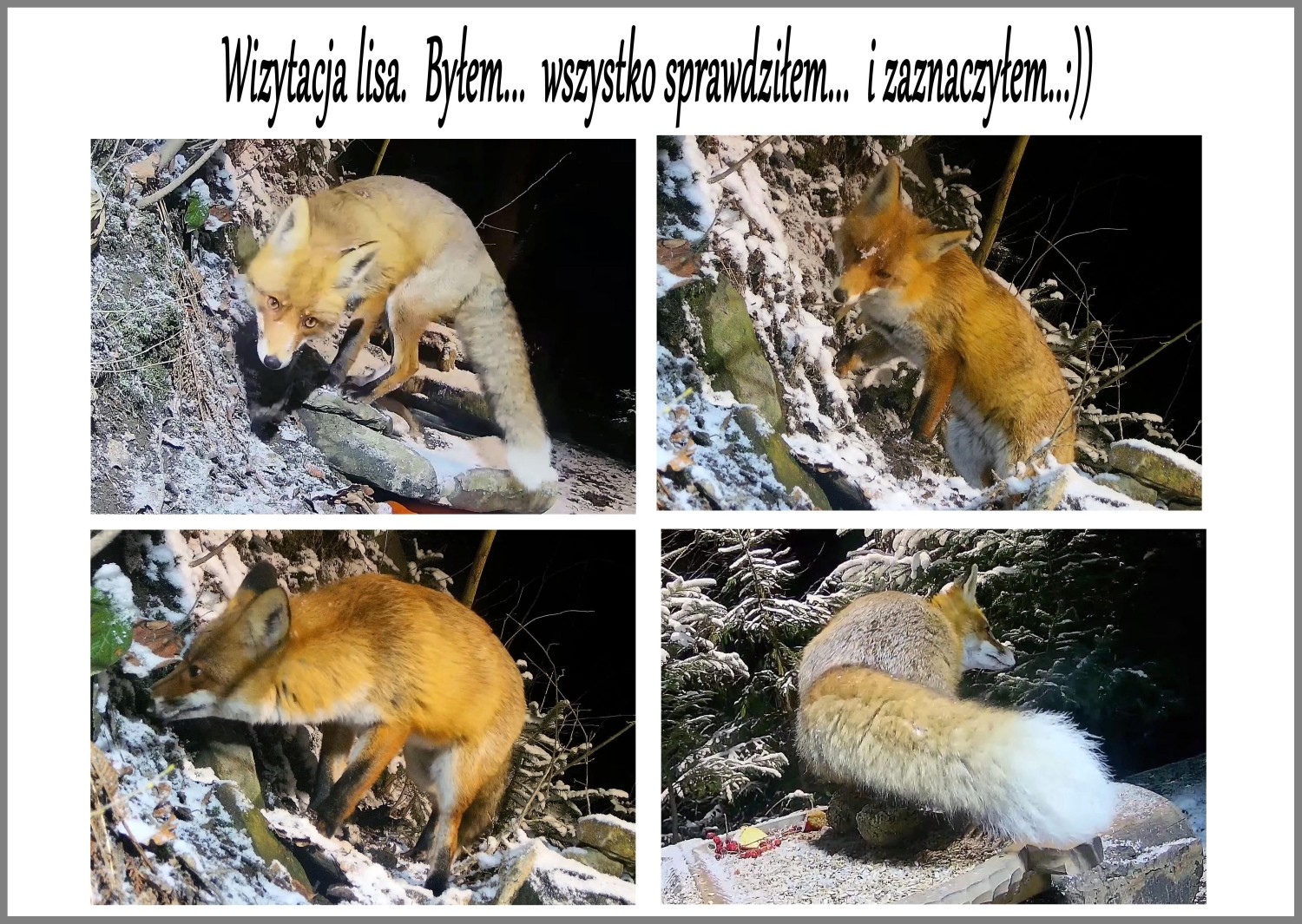 livebirdspoland_50738988653f7c4a313dbf1ce96d69f7.jpg