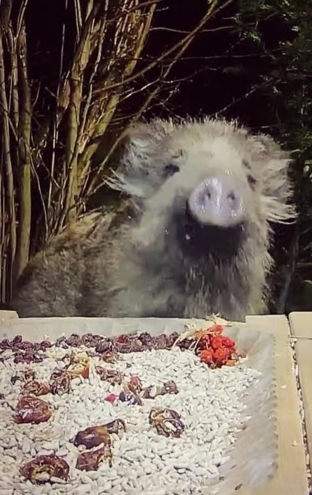 livebirdspoland_dbd2e26a43ecf7f813977a1f41b82a18.jpg