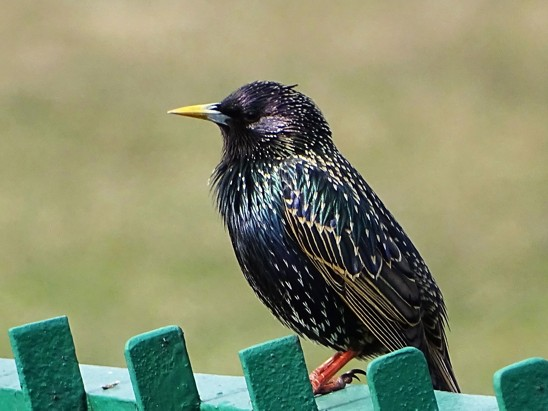 livebirdspoland_30cb6dc45a9864db979b05068d94959d.png