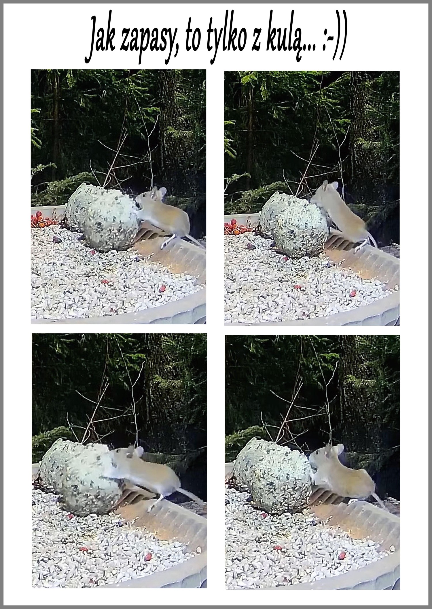 livebirdspoland_c7e2e5d7771bd6d81aa4d69ae915a02f.jpg
