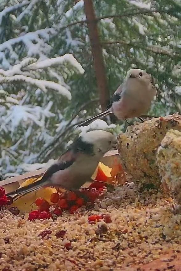 livebirdspoland_6e13e6b1cf2d1e9320bcaae9f63a9f8d.jpg