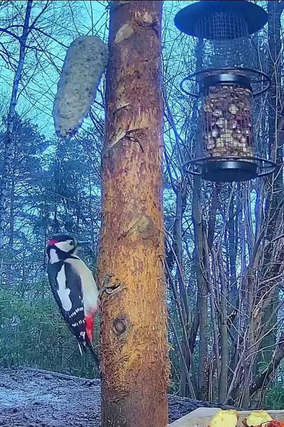 livebirdspoland_98eee2c6342e7c089ca2289691b54be6.jpg