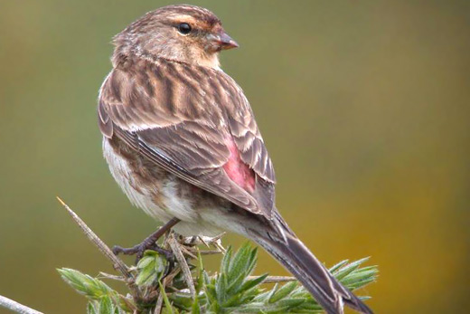livebirdspoland_f97840cfede2be9053eb6e543a9df361.png