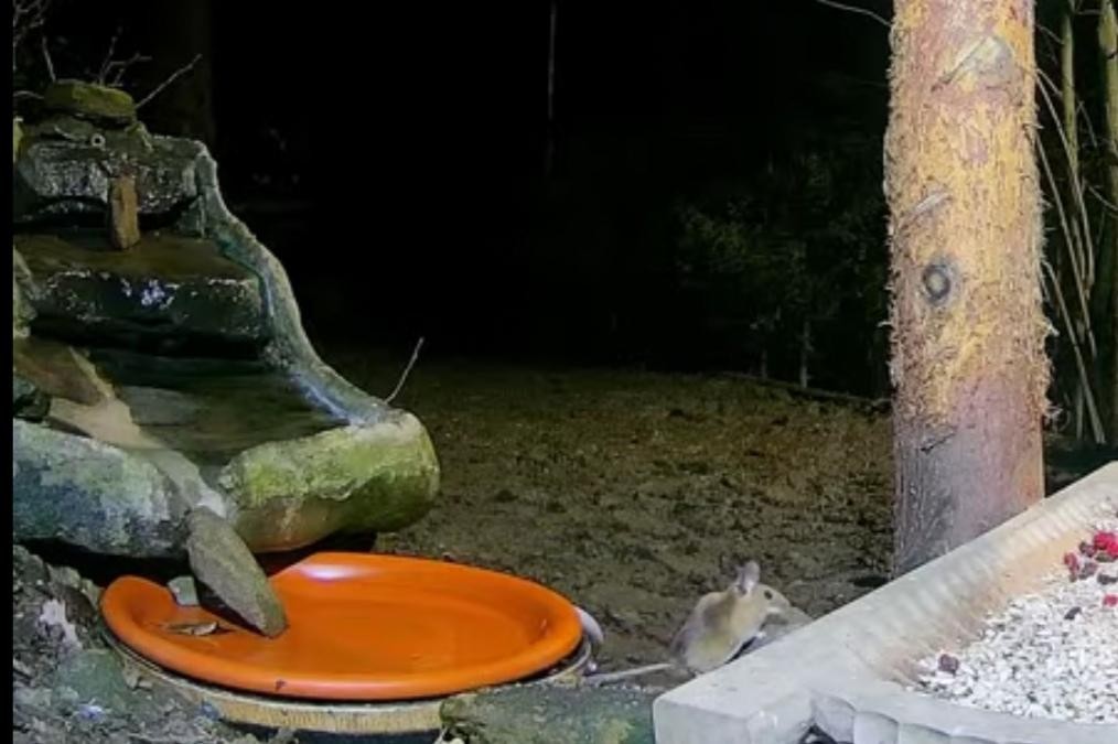 livebirdspoland_4bba01194f674bcf09c8b06c6c45d333.jpg