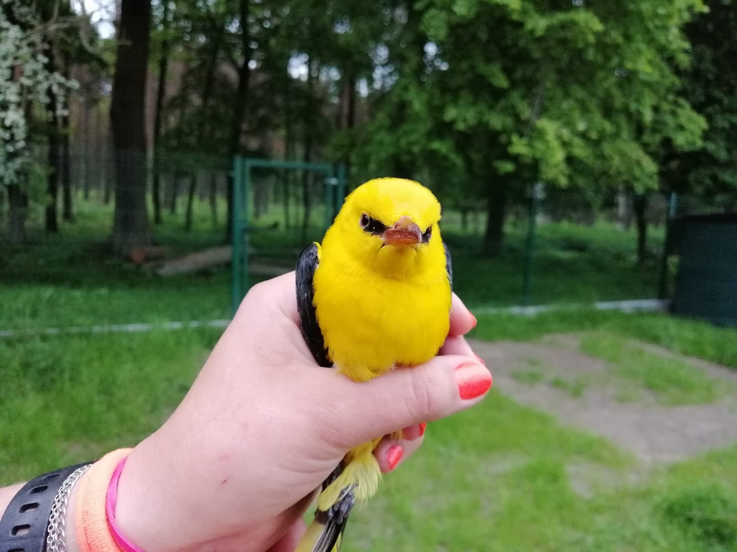 livebirdspoland_e35bd1f7e22e0c0892c683408365d395.png