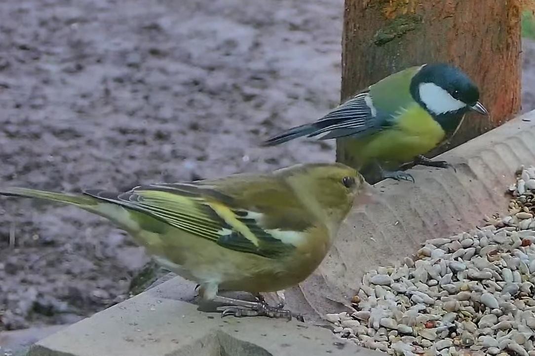 livebirdspoland_c5531ec9ff88495bd172b998a75c9ed0.jpg