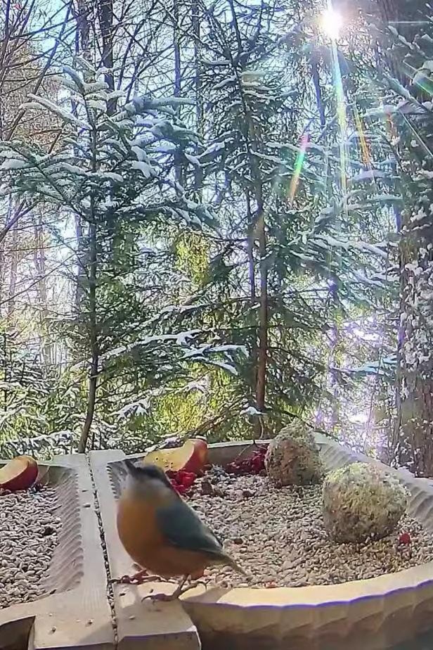 livebirdspoland_8a969263c7af20aebd6ee8e7f552969b.jpg