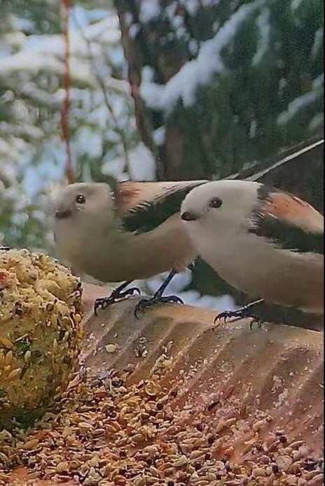 livebirdspoland_36ae8a0f29e9b032812c90abcb3151d3.jpg