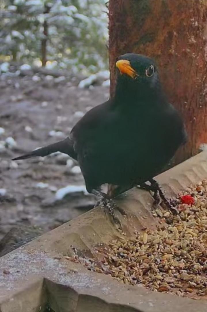 livebirdspoland_8b0b4a39c9b805f76fa7dececb51c740.jpg