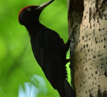 livebirdspoland_55ad63f933c469c192c0d8df28b044fd.png