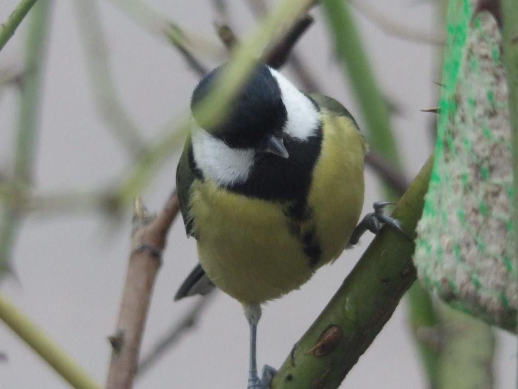 livebirdspoland_405ca6059fd4260f856aff008fd908d1.jpg