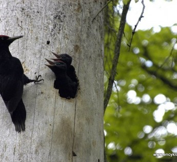 livebirdspoland_b08dee22f8e1406be7a0cd3806f68bc7.png