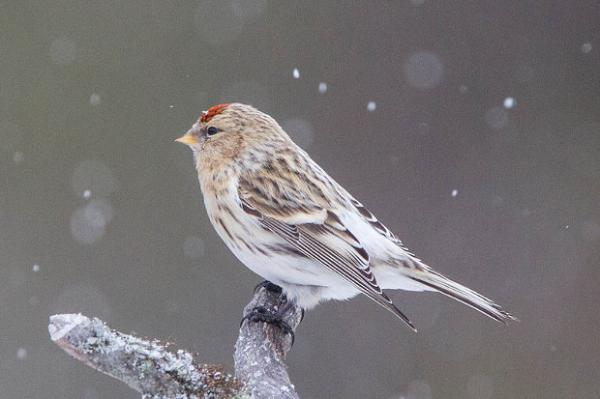 livebirdspoland_9dd47b1b3e37c31676873b0eaac4760e.png
