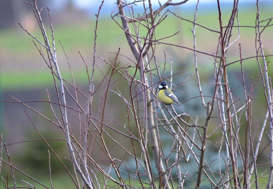 livebirdspoland_b5a4636bc0082e4f5f8803618634a4db.png