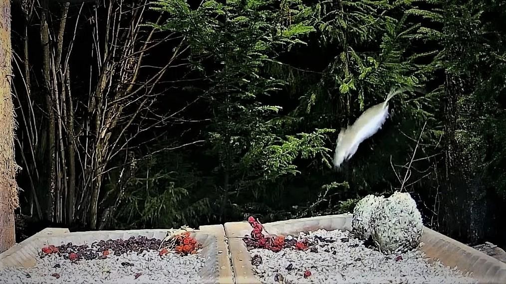 livebirdspoland_da62ac3086f0475be00c83fbf99e1b14.jpg