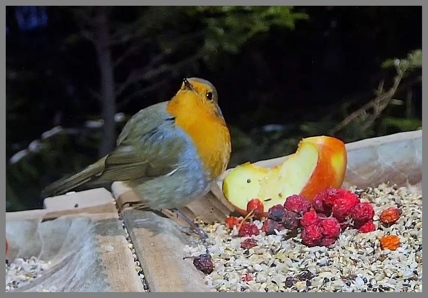livebirdspoland_d5e8e133adb0e1fb466ec7e2b2e02800.jpg