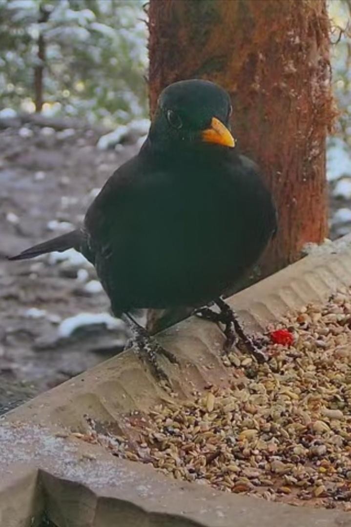 livebirdspoland_10d73634c5440fc61d08a494e9328315.jpg