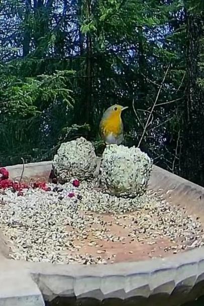 livebirdspoland_43f0c06eaf7e5b761dbffddd49774c73.jpg