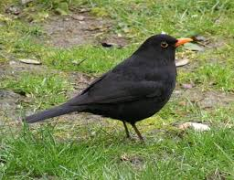 livebirdspoland_55b0ab175233db5087c17922d6f532a1.png