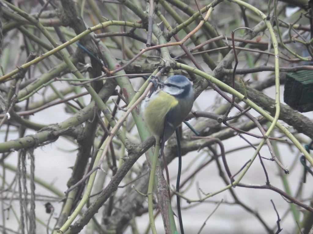 livebirdspoland_6be653cca5f84e32eacab112c1c865fc.jpg
