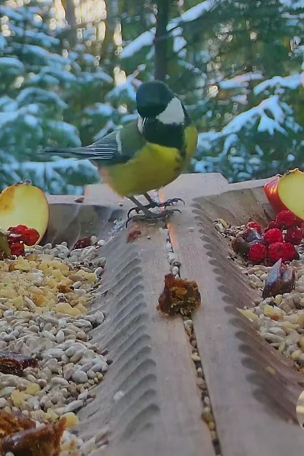 livebirdspoland_640595801aa1fd44426a493898e2055f.jpg