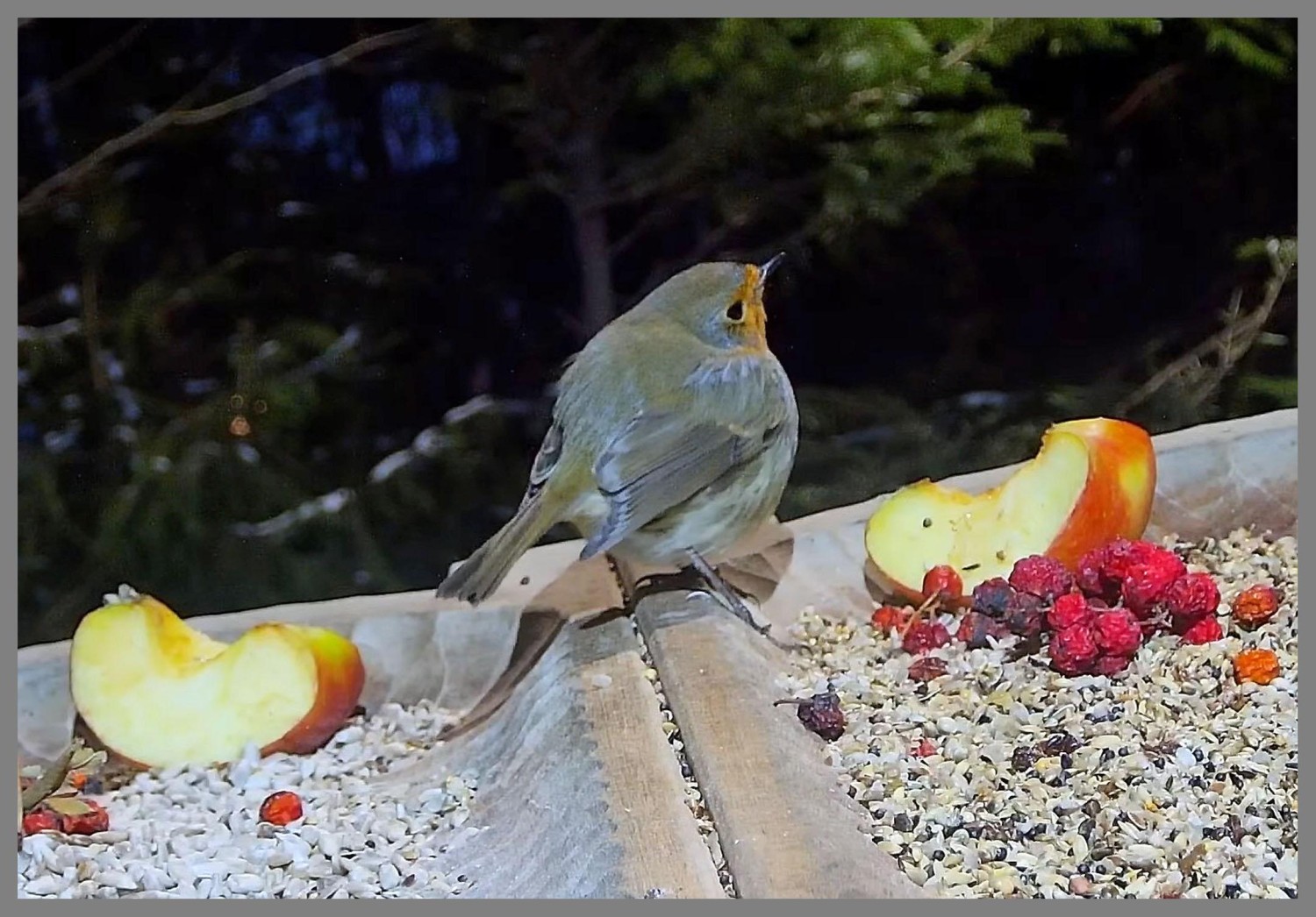 livebirdspoland_833c7aedf402adf3e445f69dfff0e8c2.jpg
