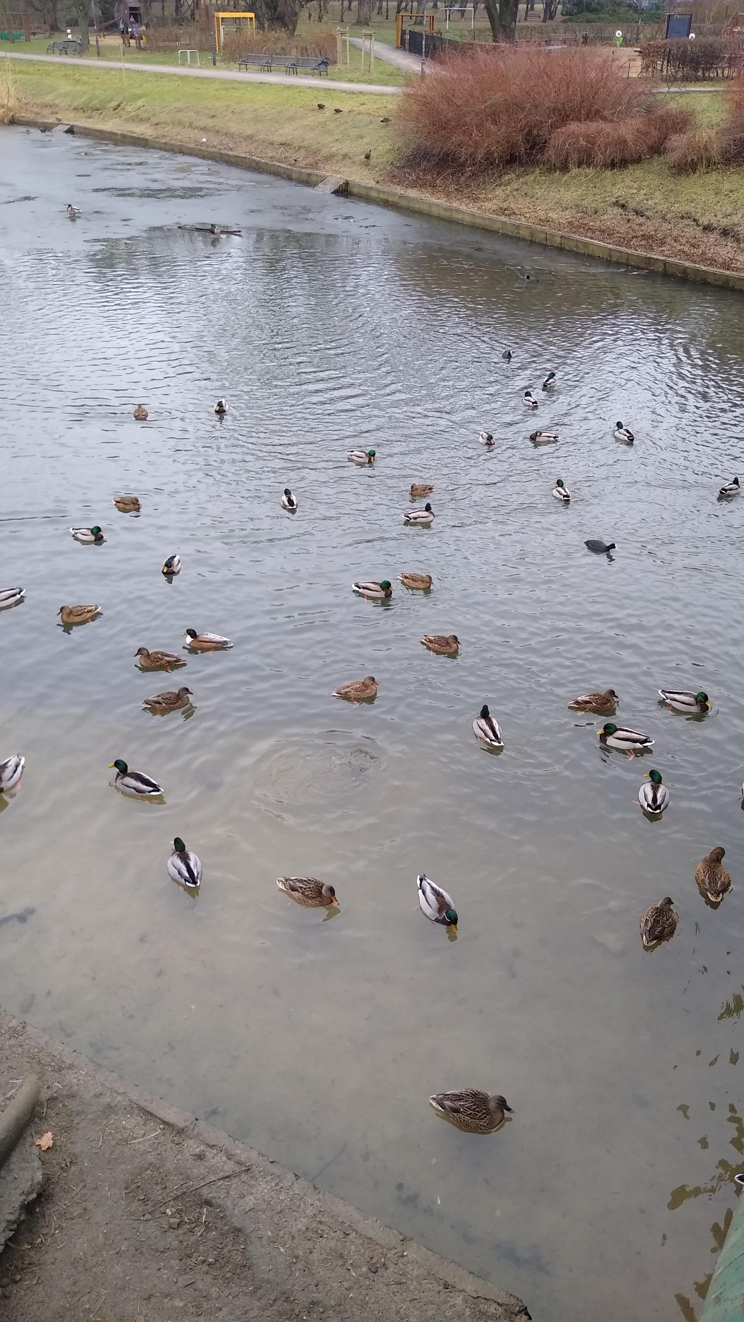 livebirdspoland_1fbe6db35f953ed107a869c58f64458a.jpg