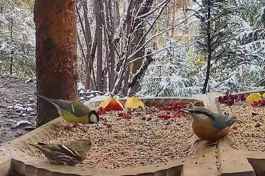 livebirdspoland_9d39abea25b0591a50826486c39a6373.jpg